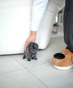 Cute Maltipoo puppy with fluffy curly coat sitting calmly, Maltese Poodle mix small companion dog breed