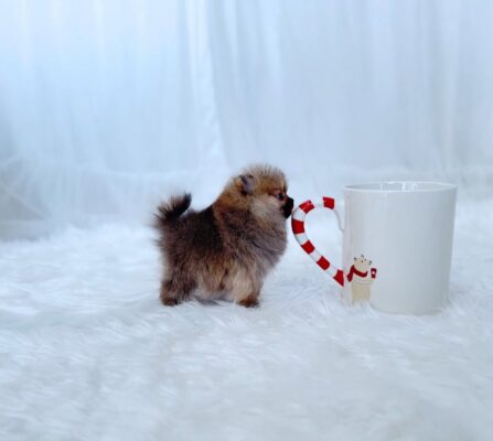 Pomeranian puppies for sale USA, mini Pomeranian puppy, teacup Pom for sale, fluffy small dog, Pomeranian puppy near me, buy Pom puppy online, toy breed puppy, affordable Pomeranian, cute small puppy for sale, Pomeranian dog breeder, Pom puppies available now, tiny companion dog, indoor small dog, Pomeranian puppy ready to go