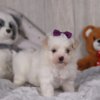 Adorable toy Maltipoo puppy with curly coat looking at camera, healthy small breed puppy available for adoption