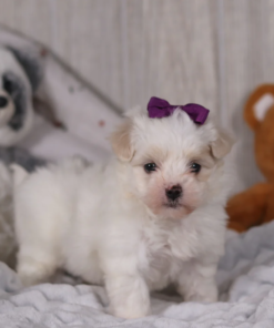 Adorable toy Maltipoo puppy with curly coat looking at camera, healthy small breed puppy available for adoption