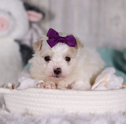 Adorable toy Maltipoo puppy with curly coat looking at camera, healthy small breed puppy available for adoption