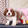 Cavapoo puppy for sale with soft curly coat and teddy bear face