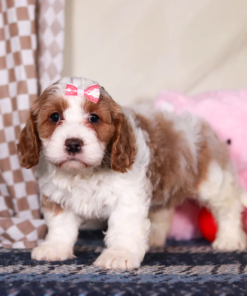 Cavapoo puppy for sale with soft curly coat and teddy bear face