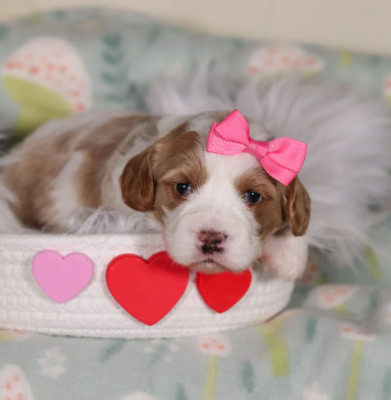 Teacup Cavapoo puppy with apricot coat and bright eyes