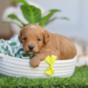 Cavapoo puppy resting indoors calm and cuddly