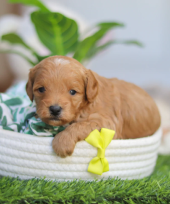 Cavapoo puppy resting indoors calm and cuddly