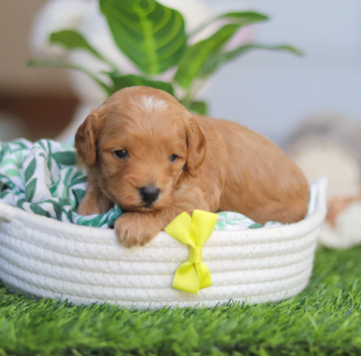Cavapoo puppy for sale cute fluffy Cavapoo dog