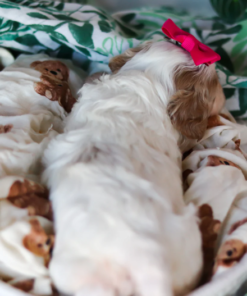 Cute Cavapoo puppy with fluffy hypoallergenic coat sitting indoors, perfect family companion dog