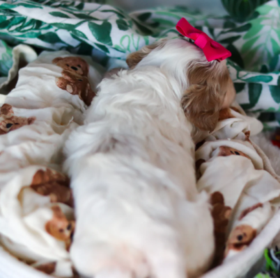 Cute Cavapoo puppy with fluffy hypoallergenic coat sitting indoors, perfect family companion dog