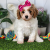 Adorable Cavapoo puppy for sale with curly coat, small size, and friendly temperament perfect for families