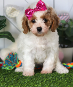 Adorable Cavapoo puppy for sale with curly coat, small size, and friendly temperament perfect for families