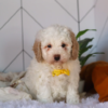 Cavapoo puppy available now healthy and adorable