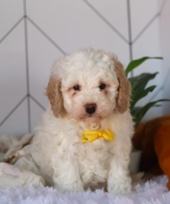 Cavapoo puppy available now healthy and adorable