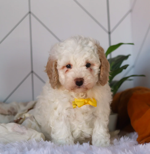 Cavapoo puppy for sale Cavapoo puppy available now healthy and adorable