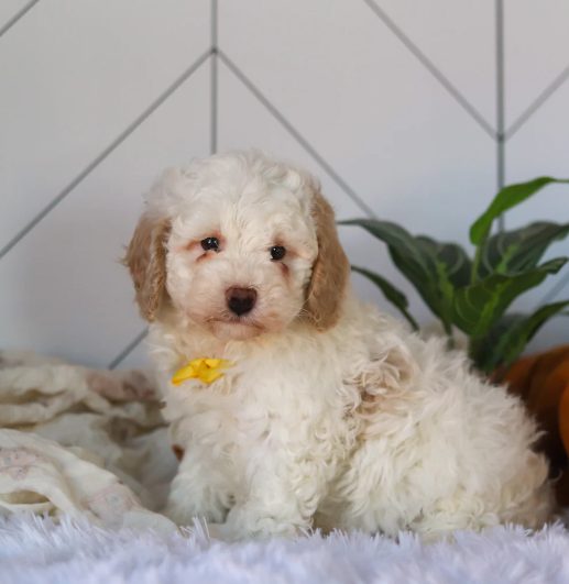 Screenshot 2026-04-06 2.05.27 PM