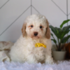 Teacup Cavapoo puppy with apricot coat and bright eyes