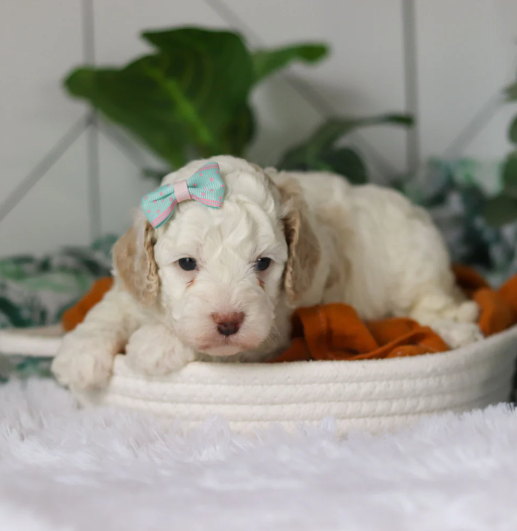 Screenshot 2026-04-06 2.05.52 PM