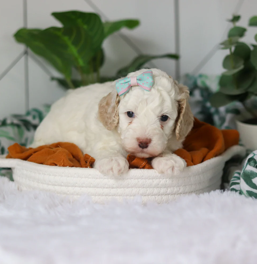 Screenshot 2026-04-06 2.06.23 PM