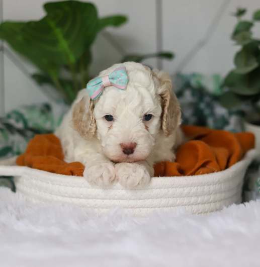 Screenshot 2026-04-06 2.06.38 PM