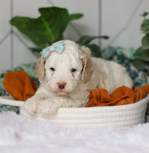 Screenshot 2026-04-06 2.06.51 PM