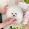 Teacup Pomeranian puppy fluffy coat small toy dog sitting indoors on soft white carpet