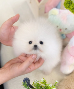 Teacup Pomeranian puppy fluffy coat small toy dog sitting indoors on soft white carpet