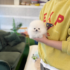 Pomeranian puppy for sale, fluffy teacup Pom with thick coat sitting on soft white rug, small toy breed dog indoor setting