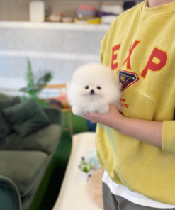 Pomeranian puppy for sale, fluffy teacup Pom with thick coat sitting on soft white rug, small toy breed dog indoor setting