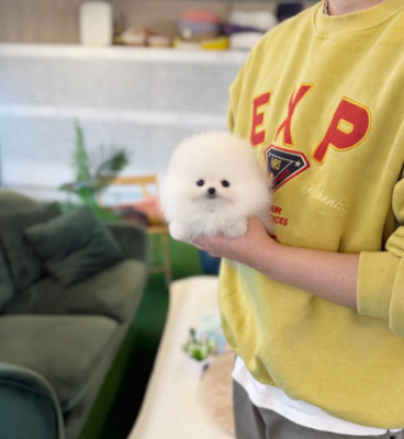 Pomeranian puppy for sale, fluffy teacup Pom with thick coat sitting on soft white rug, small toy breed dog indoor setting