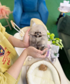 Pomeranian puppy for sale, fluffy teacup Pom with thick coat sitting on soft white rug, small toy breed dog indoor setting