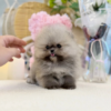 Cute pomeranian puppy with fluffy hypoallergenic coat sitting indoors, perfect family companion dog