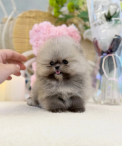 Cute pomeranian puppy with fluffy hypoallergenic coat sitting indoors, perfect family companion dog