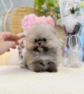Cute pomeranian  puppy with fluffy hypoallergenic coat sitting indoors, perfect family companion dog