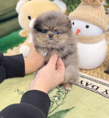 Fluffy Teacup Pomeranian for sale, now available