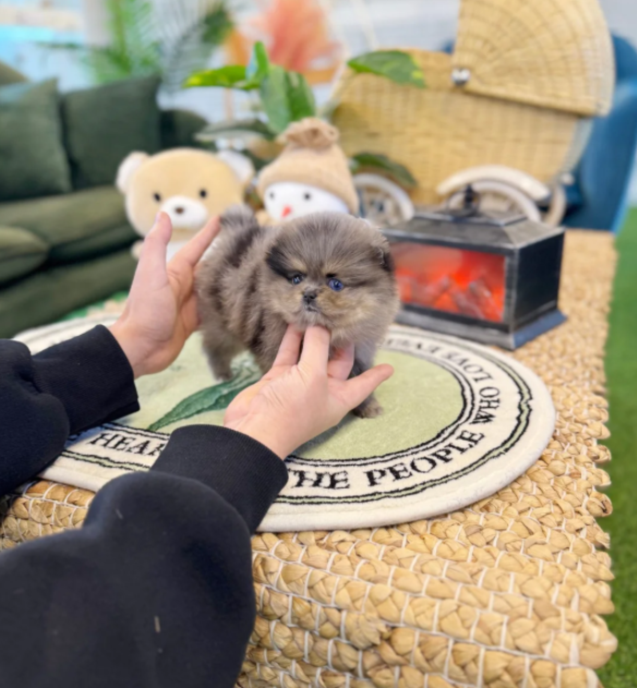 Screenshot 2026-04-08 5.39.36 PM