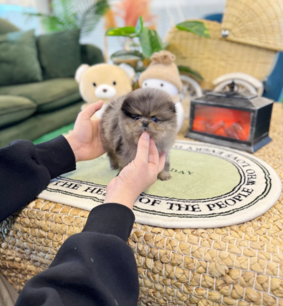 Screenshot 2026-04-08 5.39.59 PM