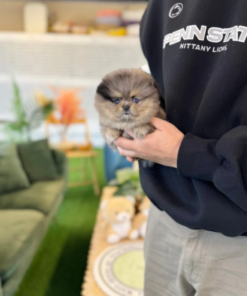 Adorable Pomeranian puppy with fluffy golden and black indoors, small toy breed dog for sale, cute Pomeranian puppy