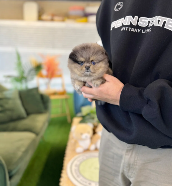 Pomeranian- for- sale-fluffy.jpg Adorable Pomeranian puppy with fluffy golden and black indoors, small toy breed dog for sale, cute Pomeranian puppy