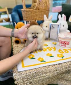 Adorable fluffy Pomeranian puppy with soft orange coat, small size, and bright eyes sitting calmly, perfect teacup Pomeranian companion for sale.