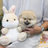 Fluffy teacup pomeranian for sale beside a dull scream white as him