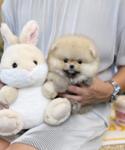 Fluffy teacup pomeranian for sale beside a dull scream white as him