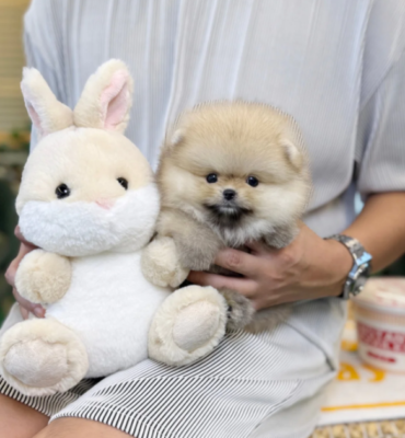 Fluffy teacup pomeranian for sale beside a dull scream white as him