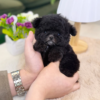 black poodle puppy for sale near me ready to go home