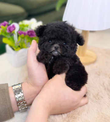 black poodle puppy for sale near me ready to go home