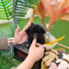 Black Poodle for sale, with little white markings,small toy breed dog indoor setting