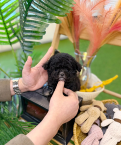 Black Poodle for sale, with little white markings,small toy breed dog indoor setting