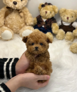 Healthy Poodle puppy available for adoption, small fluffy dog”