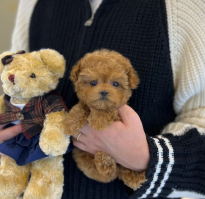 Close-up of Poodle puppy face with curly hair and dark eyes”