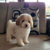 Shop healthy Poodle puppies for sale. Smart, playful, and low-shedding companions ready for loving homes. Contact us now!