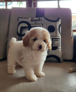 Shop healthy Poodle puppies for sale. Smart, playful, and low-shedding companions ready for loving homes. Contact us now!